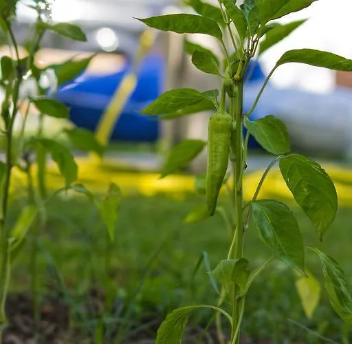 Vendégház Keyfim Selimiye